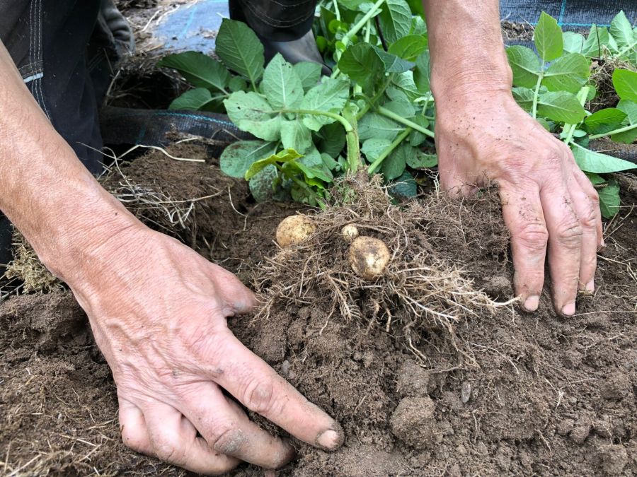 Hagekurs for begynnere